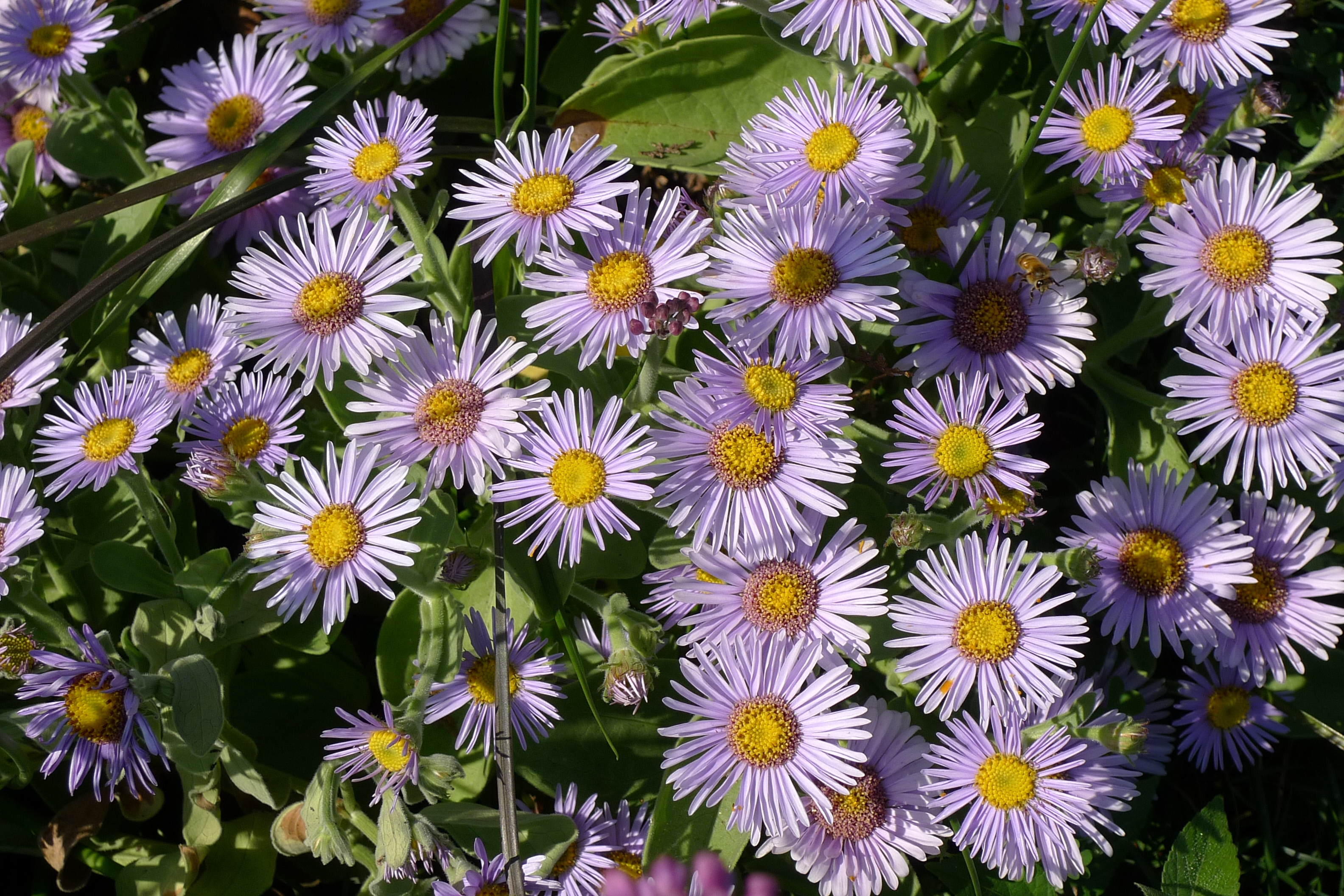Aster spathulifoliu